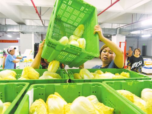 擴產能 暢流通 保供應 海口居民菜籃子越拎越舒心