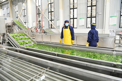 濱海縣三葉農產品加工 以項目引領產業升級，譜寫鄉村振興新篇章