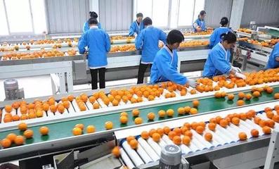 未來農場 探訪阿里巴巴農村淘寶首個上線產品的數字化銷售新篇章