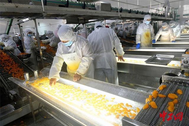 湖北宜昌 柑橘加工企業生產忙，科技賦能擦亮農產品金字招牌