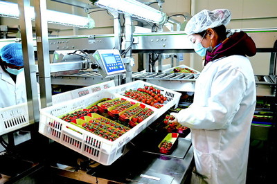 科技賦能現(xiàn)代農(nóng)業(yè) 白銀海升智能溫室產(chǎn)業(yè)園串收番茄產(chǎn)銷兩旺